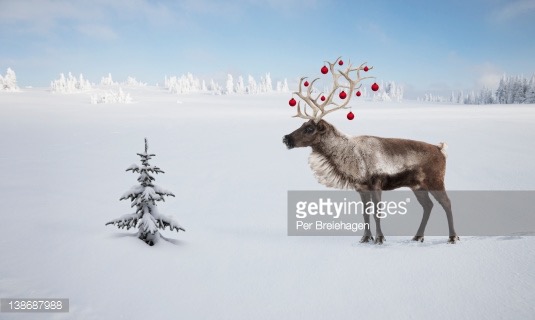 138687988-a-reindeer-with-ornaments-in-his-antlers-by-gettyimages